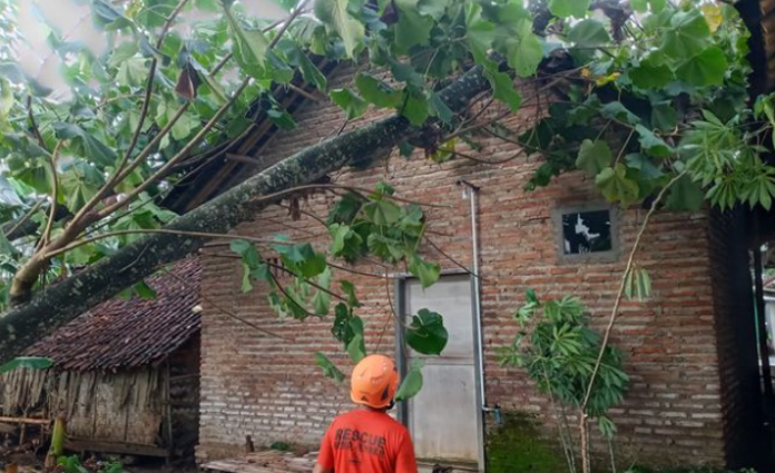 Terjang Jember, Angin Puting Beliung Rusak 14 Rumah