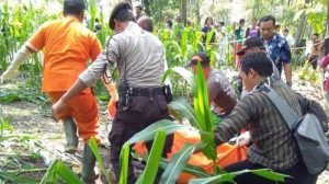 Pemandu Lagu Ditemukan Meninggal di Kebun Jagung Dalam Keadaan Telanjang