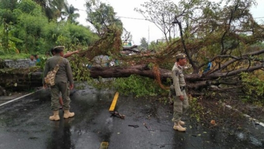 Jalur Pantura Situbondo Macet, Pohon Tumbang Tutup Jalan