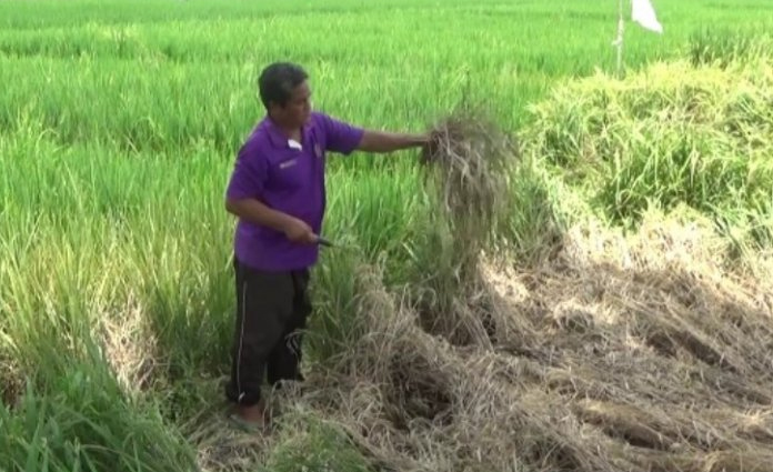 Sejumlah Lahan Pertanian Desa Klorogan, Madiun Terserang Hama Wereng