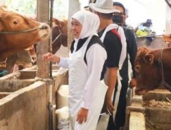Jawa Timur Raih Posisi Tertinggi dalam Kelahiran Sapi Nasional: Kontribusi Besar untuk Swasembada Daging