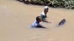 Sebuah Lumba-lumba Tersesat di Sungai Situbondo