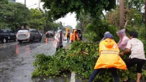 Risma Bantu Evakuasi Pohon Tumbang