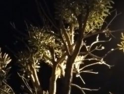 Pohon Tabebuya di Kepanjen Malang Mengeluarkan Air, Warga Terheran-heran