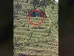 Misteri Penampakan Hewan di Bukit Tugel Menganti: Viral atau Hanya Kucing Besar?