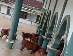 Sapi Warga di Sampang Terjebak Banjir, Dievakuasi ke Masjid