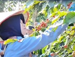 Panen Raya Kopi di Lereng Ijen-Raung Dimulai dengan Ritual Rokat Molong Kopi