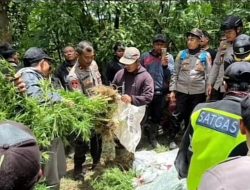 Dua Orang Ditangkap Setelah Ladang Ganja Ditemukan di Lereng Semeru