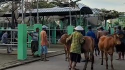 Pasar Hewan di Bojonegoro Tetap Beroperasi Meski Wabah PMK Meluas