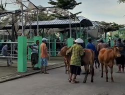 Pasar Hewan di Bojonegoro Tetap Beroperasi Meski Wabah PMK Meluas